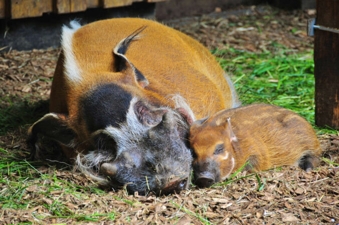 Pinselohrschweine (Foto: Zoo Landau)