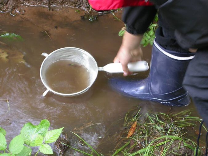 Entdeckertour im Wasser – was man hier wohl alles findet?! ​ (Foto: Pfalzmuseum für Naturkunde)