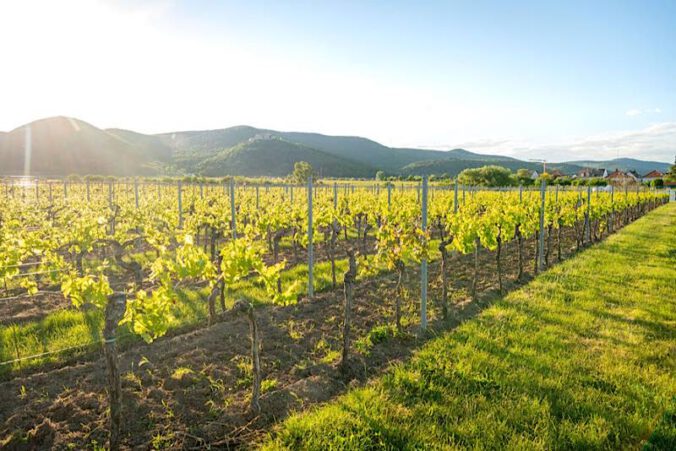 Weinberg in der Pfalz bei Neustadt (Foto: Dominik Ketz)