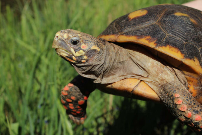Als eine von insgesamt zwölf Schildkrötenarten hält der Zoo Landau die südamerikanischen Köhlerschildkröten. (Foto: Zoo Landau)
