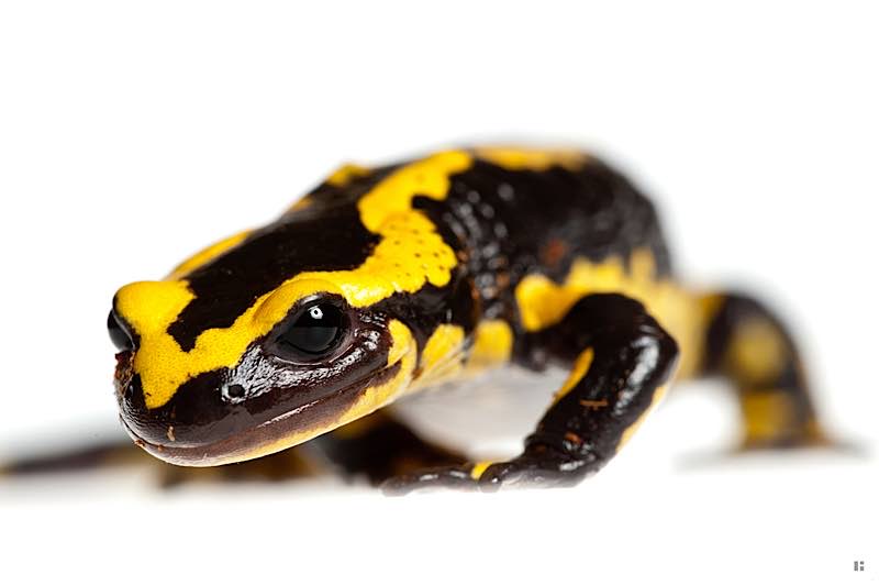 Aus ungewohntem Blickwinkel: Feuersalamander (Foto: Dr. Dirk Funhoff)