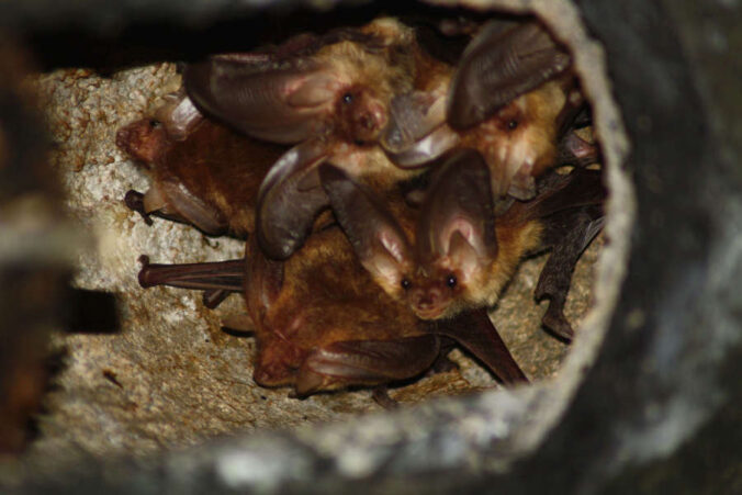 Das Braune Langohr ist eine der im Biosphärenreservat heimischen Fledermausarten (Foto: Wolfram Blug)