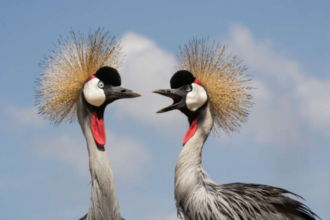 Kronenkraniche (Foto: Zoo Landau)