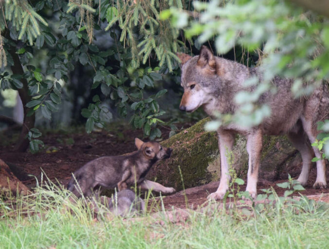 Über junge Wölfe freut sich aktuell der Wild- und Wanderpark bei Silz. ( Foto: Wild- und Wanderpark)