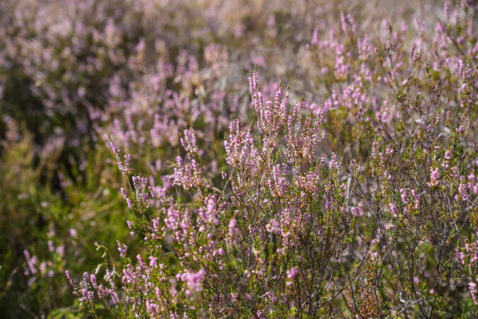 Heidekraut in der Mehlinger Heide (Foto: Holger Knecht)