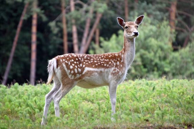 Frei laufendes Damwild im Wild- und Wanderpark Südliche Weinstraße. (Foto: Wild- und Wanderpark Südliche Weinstraße)