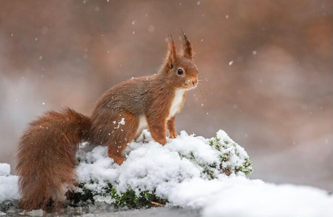 Eichhörnchen im Schnee (Foto: Peter Engel)