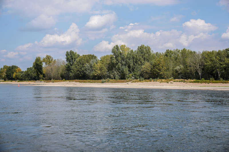 Niedrigwasser Speyer Rhein (Foto: Holger Knecht)