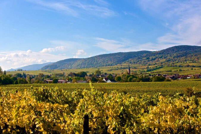 Forster Weinberge (Foto: Tourist Service GmbH Deidesheim)