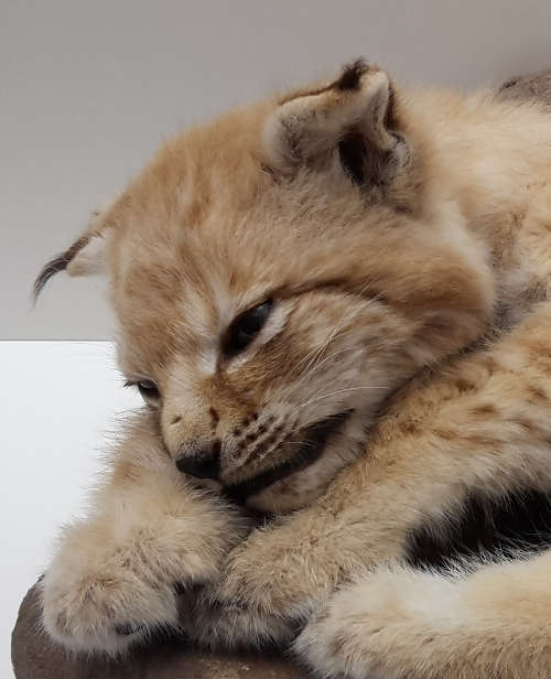 Wieder heimisch im Pfälzerwald: der Luchs (Foto: Pfalzmuseum für Naturkunde)