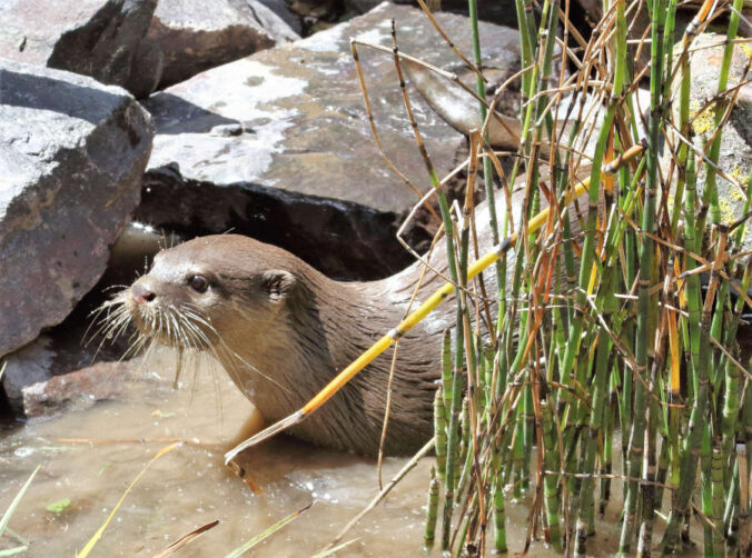 Zwergotter (Foto: Zoo Landau)