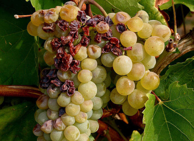 Sonnenbrand an Weinrebe (Foto: D. Schneider/JKI)