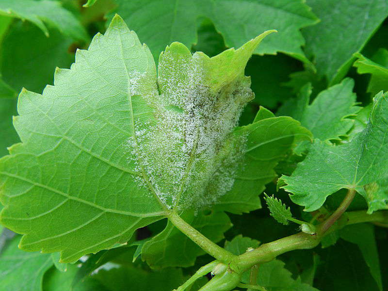 Pilzrasen des Falschen Mehltaus an Unterseite eines Weinblattes. (Foto: M. Grünwald/JKI)