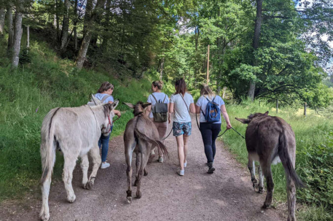 Mit dem Esel durch den Pfälzerwald bei Eppenbrunn: Die Tour am 1. Oktober 2022 ist ideal für Familien geeignet. (Foto: Stadtverwaltung Pirmasens / Eva Brödel)