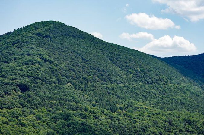 Symbolbild Pfälzerwald (Foto: Holger Knecht)