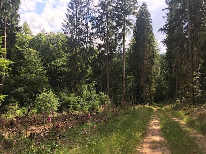Der heimische Pfälzerwald bietet einiges Faszinierendendes, was es im Umweltkurs zu entdecken gilt. (Foto: KVHS Südwestpfalz)
