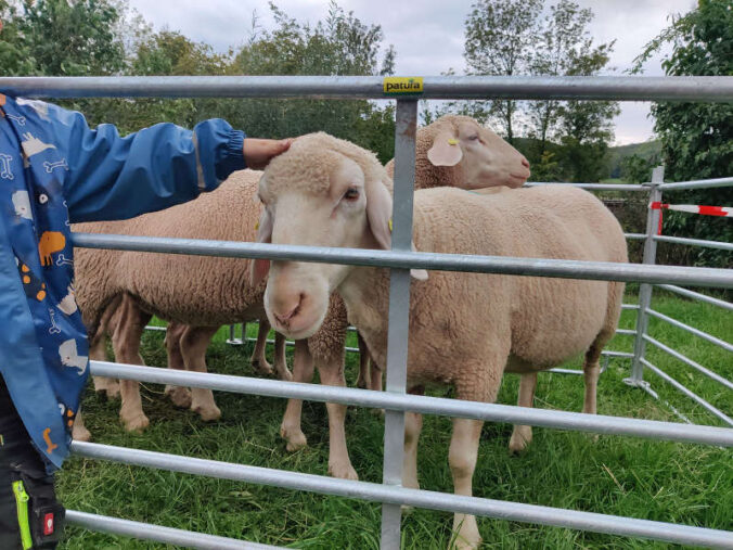 Zwischen Traktoren und Tieren: Landwirtschaft zum Anfassen und Kulinarisches auf dem Lammfest im Hofgut Neumühle (Foto: Hofgut Neumühle)