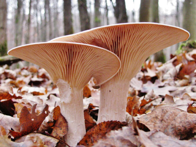 Rund um die Pilze des Bienwalds dreht sich die Fortbildung der Regioakademie, hier ein Mönchskopf (Foto: Astrid Schnakenberg)