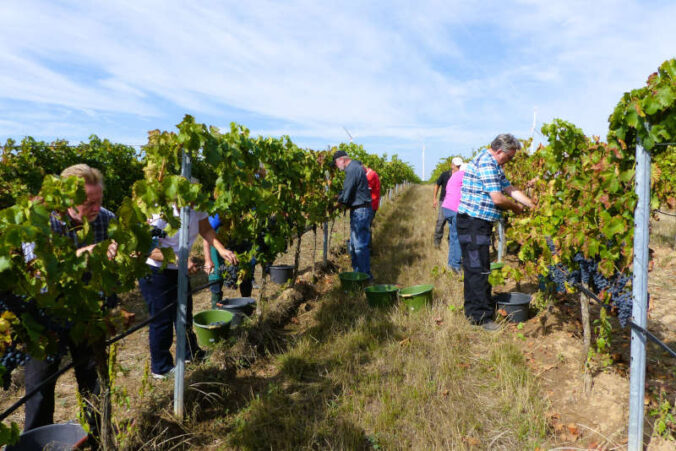 Weinlese mit Weinpaten und Landrat (Foto: Kreisverwaltung Rhein-Pfalz-Kreis)