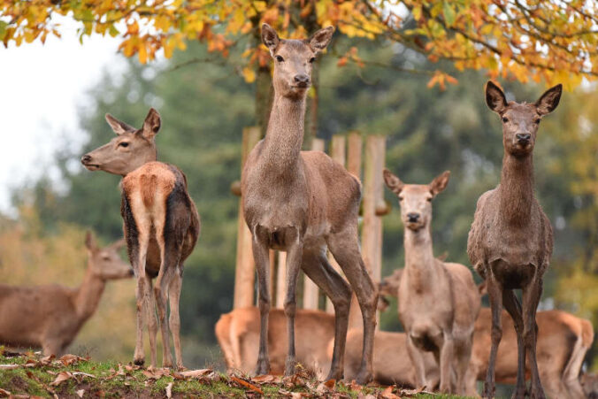 Die Tiere im Wild- und Wanderpark erfreuen die Besucherinnen und Besucher zu jeder Jahreszeit. (Foto: Wild- und Wanderpark Südliche Weinstraße)