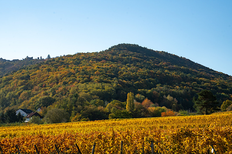 Keschdeweg (Foto: Thorsten Günthert; Bildarchiv Südliche Weinstrasse e.V.)