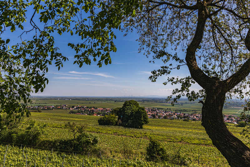 Blick auf Bockenheim (Foto: Hans-Ulrich Weidhaas)