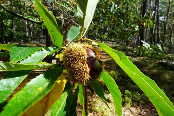 Augen- und Gaumenschmaus: Der herbstliche Pfälzerwald (Foto: Biosphärenreservat/Yannick Baumann)