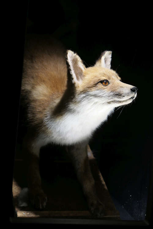 Auch der Fuchs besucht die Schummerstunde (Foto: Pfalzmuseum für Naturkunde)