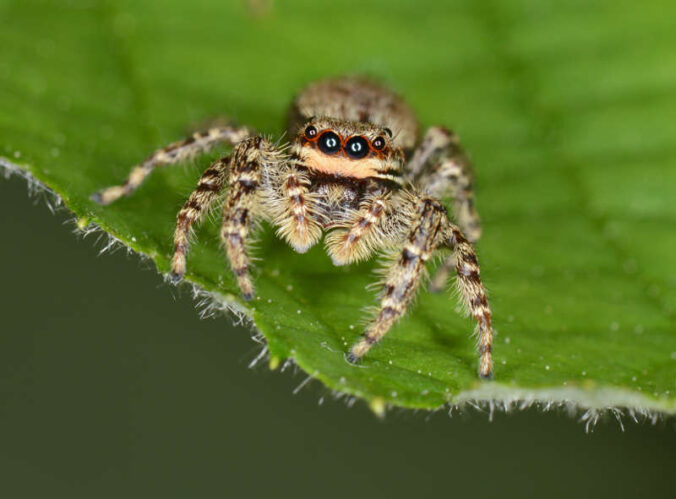 Ein Blick in die Augen der Spinne an Halloween (Foto: Pfalzmuseum für Naturkunde)