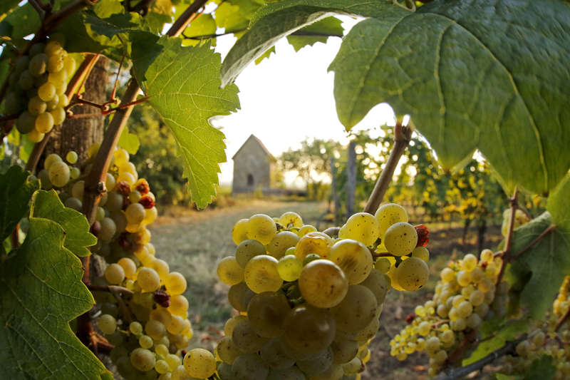 Traubenpracht in den Deidesheimer Weinbergen (Foto: Melanie Hubach)