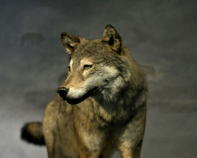 Der Wolf trifft auf Literatur (Foto: Pfalzmuseum für Naturkunde)