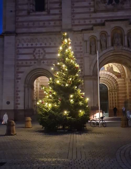 Weihnachtbaum vor dem Kaiserdom (Foto: Stadt Speyer)