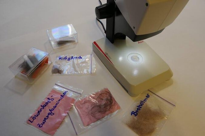 Fell und Haare unter dem Mikroskop – welche Unterschiede gibt es? (Foto: Pfalzmuseum für Naturkunde)