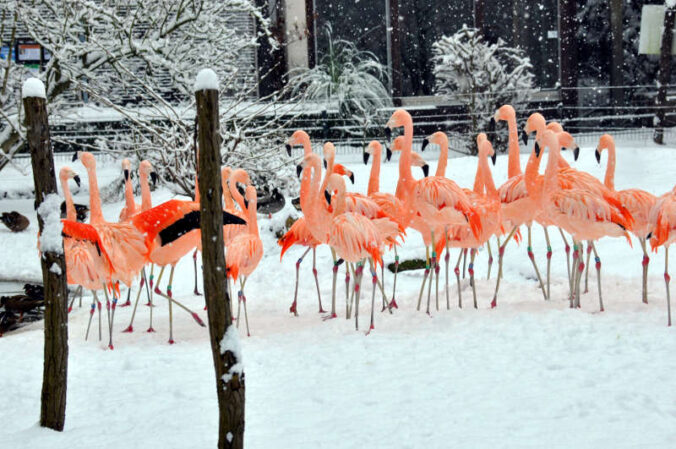 Flamingos (Foto: Stadt Landau)