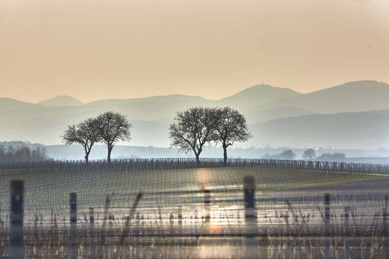 Weinberge im Nebel (Foto: Christian Ernst, Bildarchiv Südliche Weinstrasse e.V.)