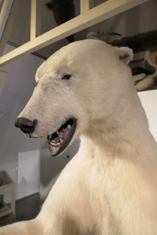 Der Eisbär kann es kaum erwarten und freut sich auf viele Gäste (Foto: Pfalzmuseum für Naturkunde)