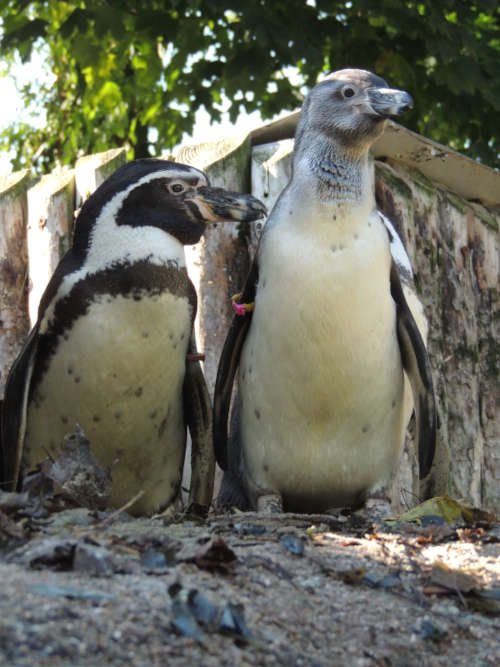 Humboldt-Pinguine (Foto: Zoo Landau)