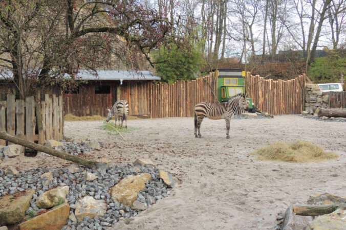Die Hartmann-Bergzebras (Foto: Zoo Landau)