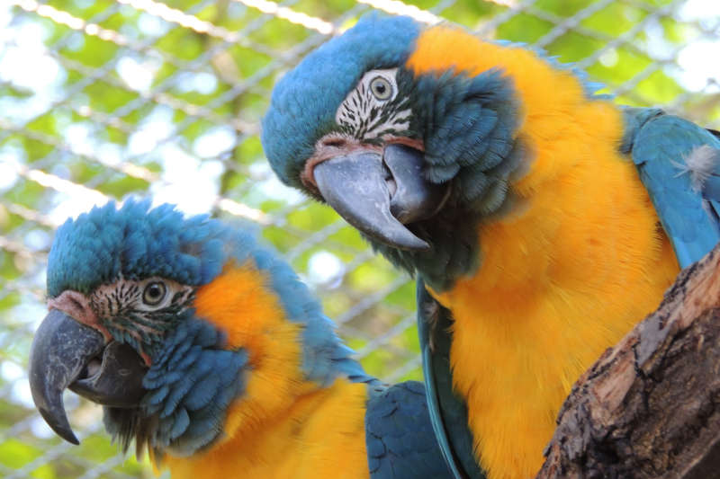 Blaukehlaras (Foto: Zoo Landau in der Pfalz)