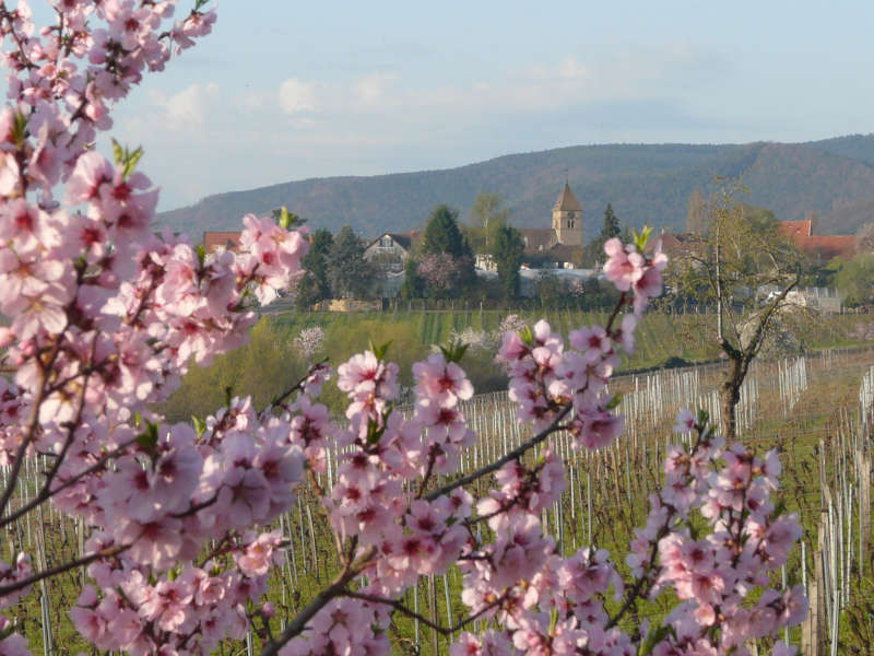 Blick auf das Neustadter Weindorf Gimmeldingen zur Mandelblüte (Foto: Reinhard Kermann)