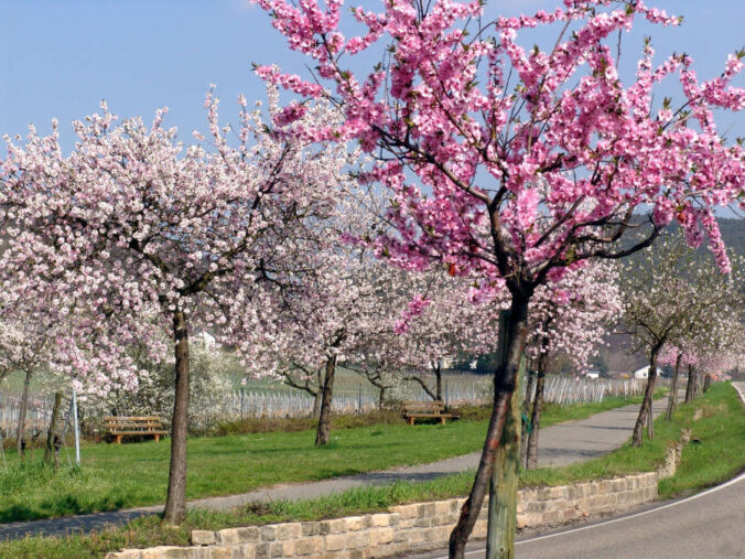 Mandelblüte in Neustadt an der Weinstraße (Foto: Rolf Schädler)