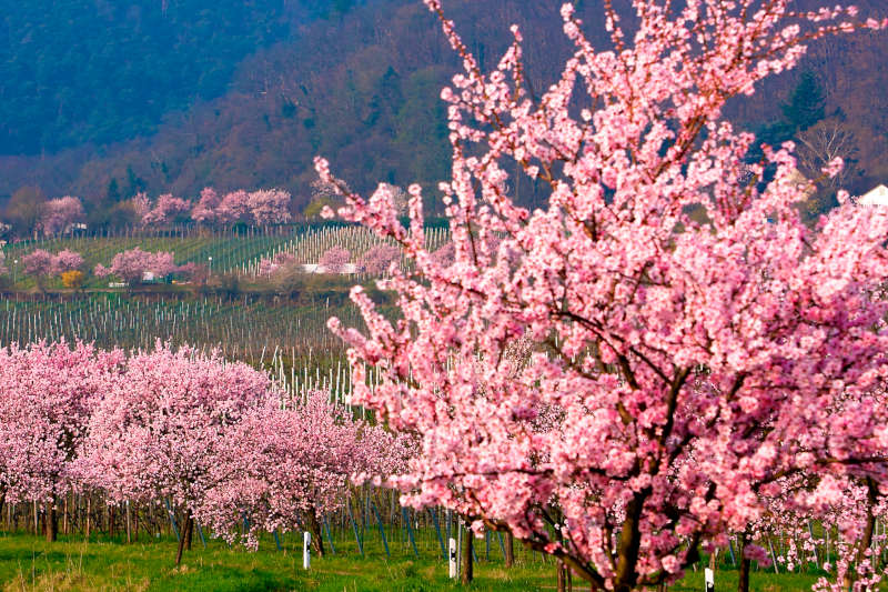 mandelblüten Mandelblüte in Neustadt an der Weinstraße (Foto: Kurt E. Groß/kgp.de)