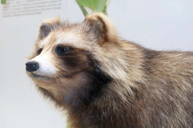 Ist der Marderhund ein Hund oder Marder? (Bild: Pfalzmuseum für Naturkunde)