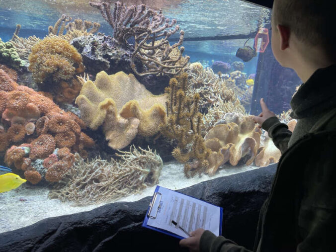 Junge zählt Fische in der Korallenwelt (Foto: SEA LIFE)