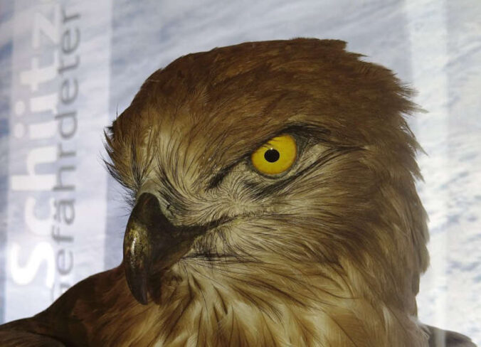 Nicht mehr heimisch im Pfälzerwald: der Schlangenadler (Foto: Pfalzmuseum für Naturkunde)