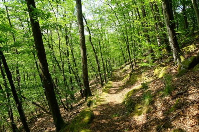 Waldweg (Foto: Yannick Baumann)