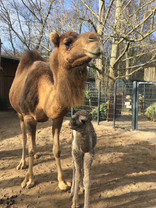 Dromedarstute Jaqueline mit Stutfohlen Junah (Foto: Zoo Landau)