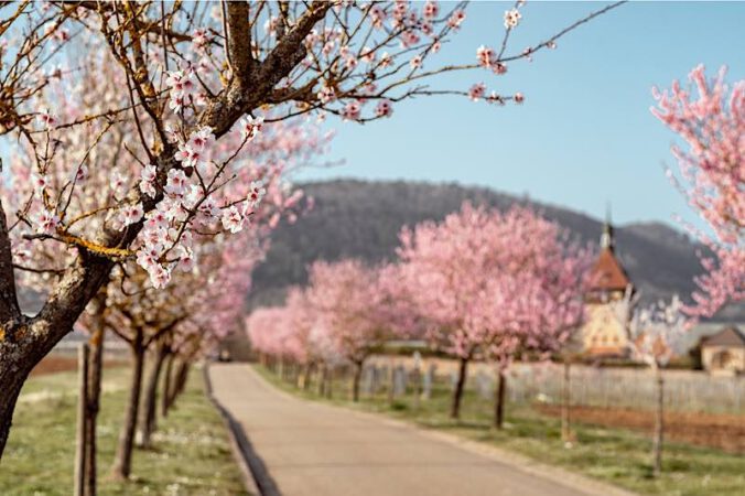 Mandelblüte bei Siebeldingen (Foto: Lena Geib Photographie)