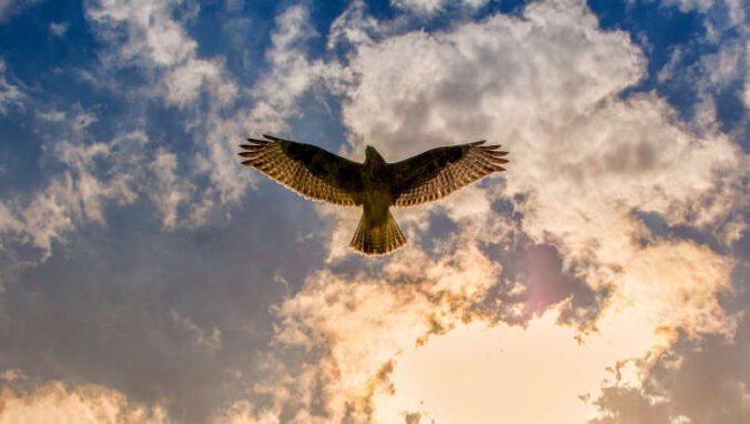 Bussard (Foto: Pixabay/Tom)