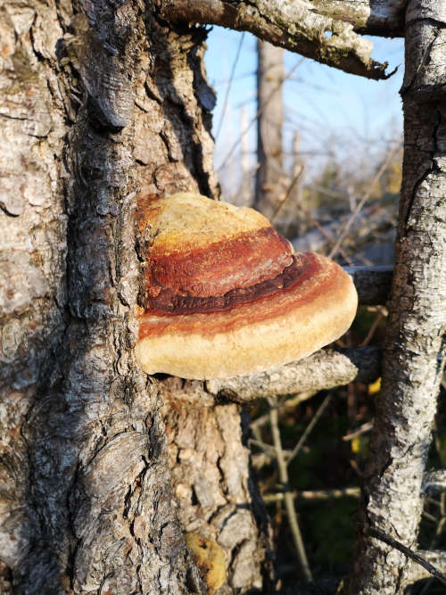 Rotrandiger_Baumschwamm (Foto: Dietrich Horstmann)